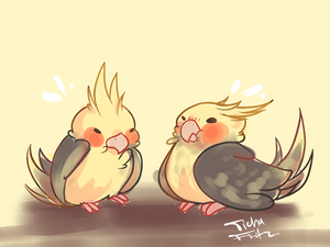 Cockatiel friends