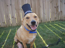 Dog in a Top Hat