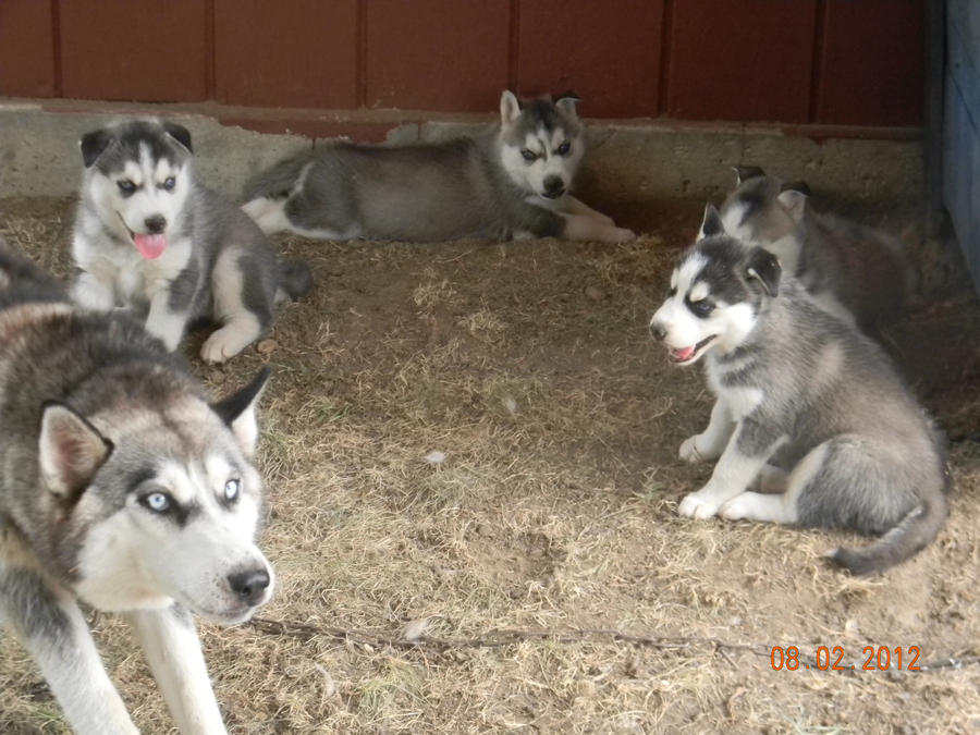 Syberian Huskies