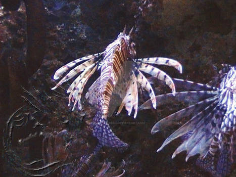 Lion Fish Photo