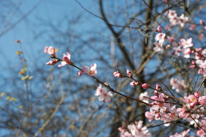 Spring Flowers 1