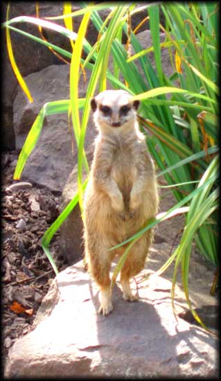 Meerkat