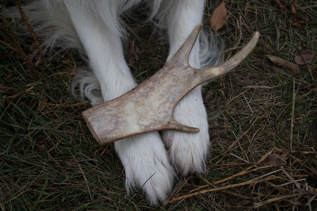 deer horn by magifreniya on DeviantArt deer horn by magifreniya on DeviantArt