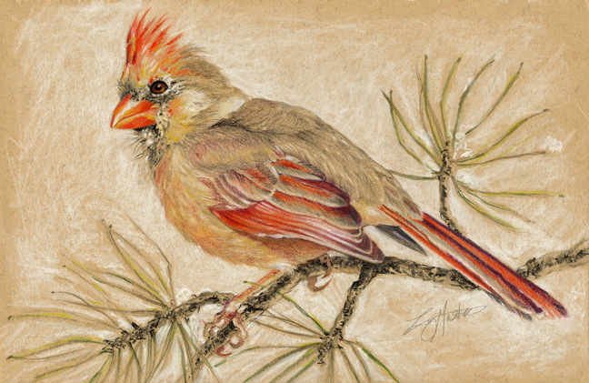 Lady Cardinal