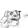 Sugar glider sketch