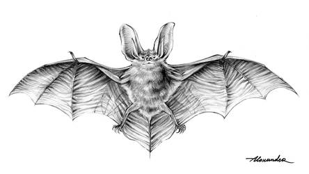 Vampire Bat