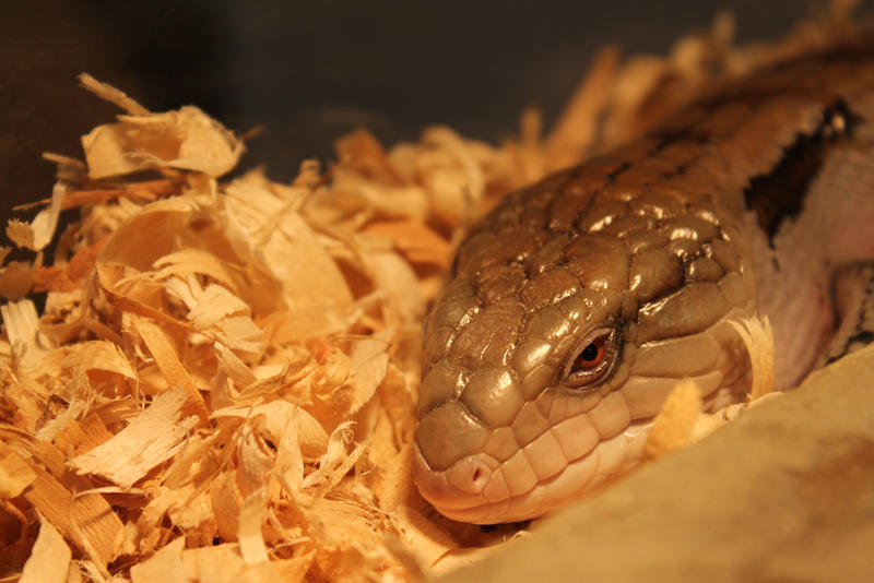 Grumpy Lizard by Scarlit-Of-Aurora on DeviantArt