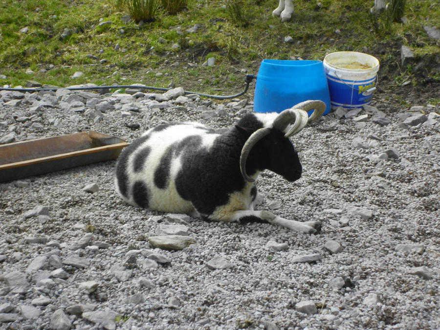 A Four-Horned Sheep