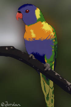 Rainbow lorikeet.