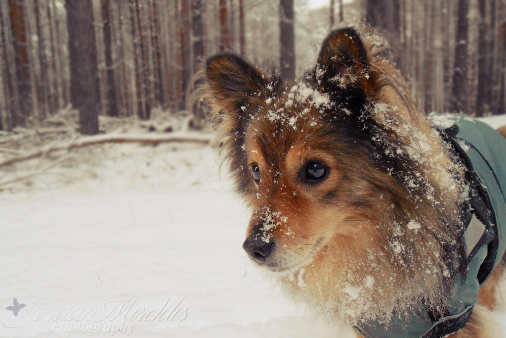 Snowdog