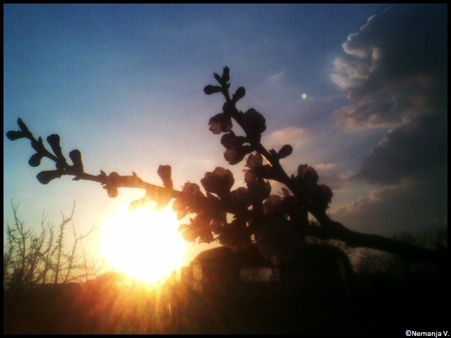 Sky, flower