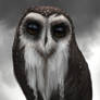 Owl Master