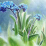 Forget-Me-Not