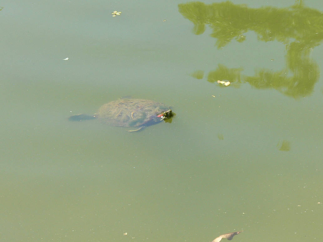 The Swimming Turtle (3) by ZOMBIE-ROCKSTAR on DeviantArt