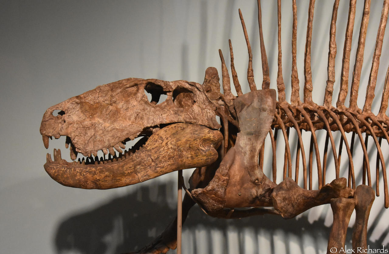 Dimetrodon Fossil Skeleton by Toadstone-Trinkets on DeviantArt