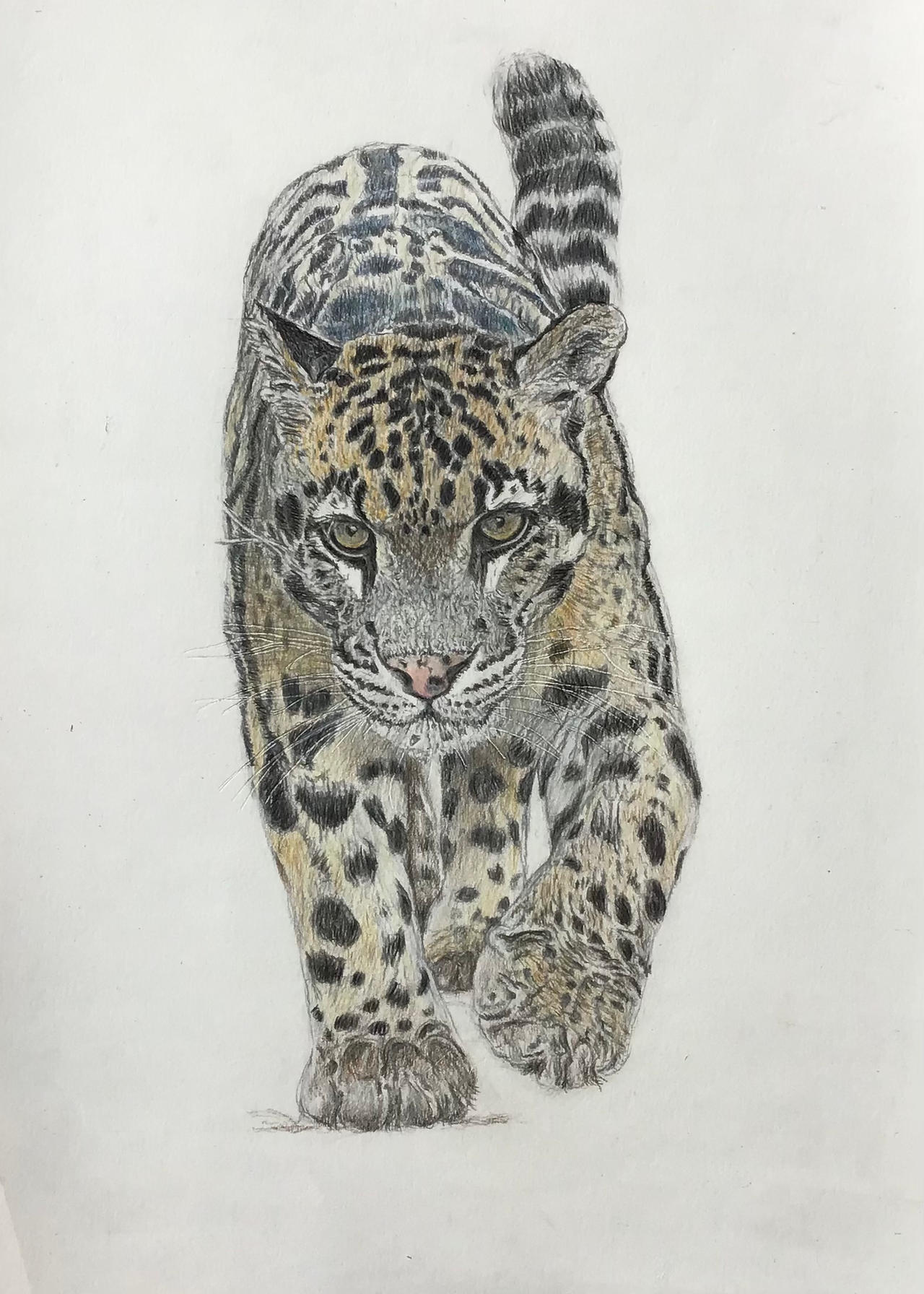 Clouded Leopard by pencilartnz on DeviantArt