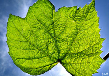 + Basking Leaf