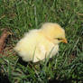 chick