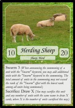 010 Herding Sheep