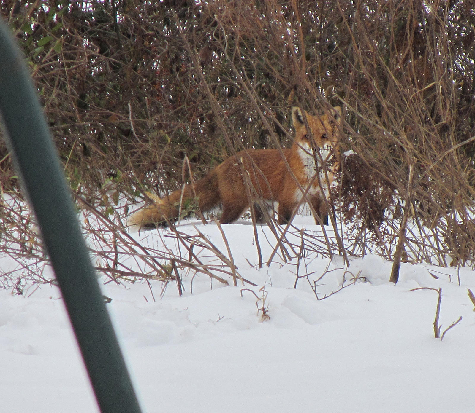 Fox Stare