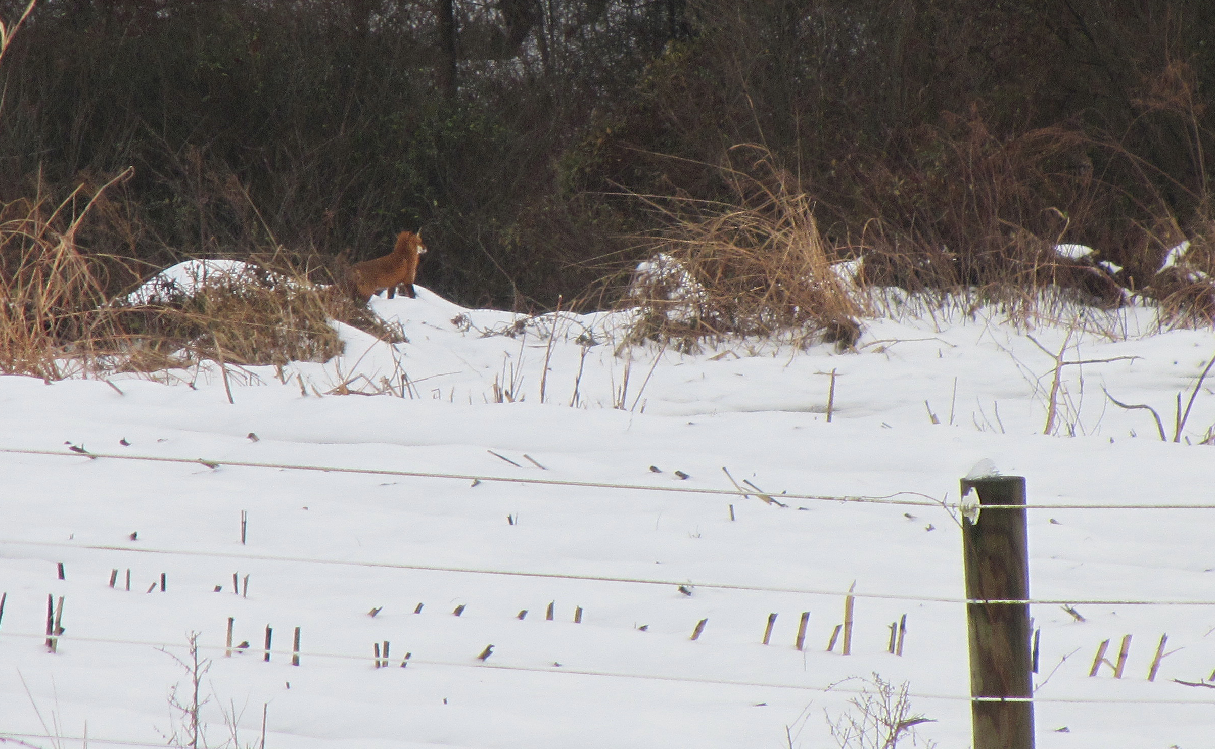 Fox Gazing