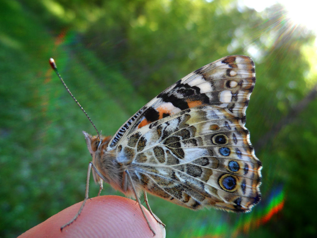 Painted Lady