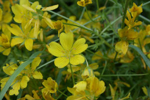 Yellow Flowers I