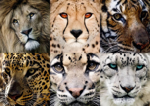 The 6 Big Cats of Asia