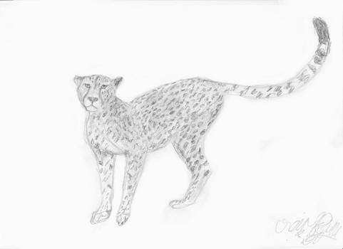 Kitty Cheetah