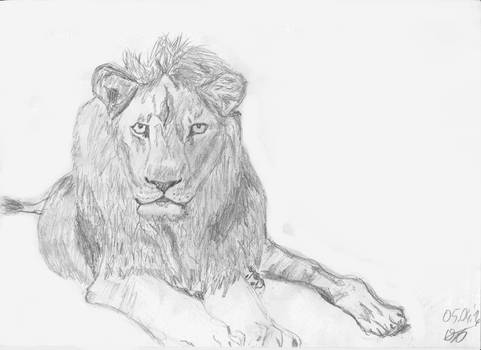 Laying Lion