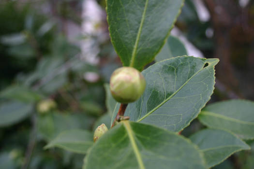 Flower bud