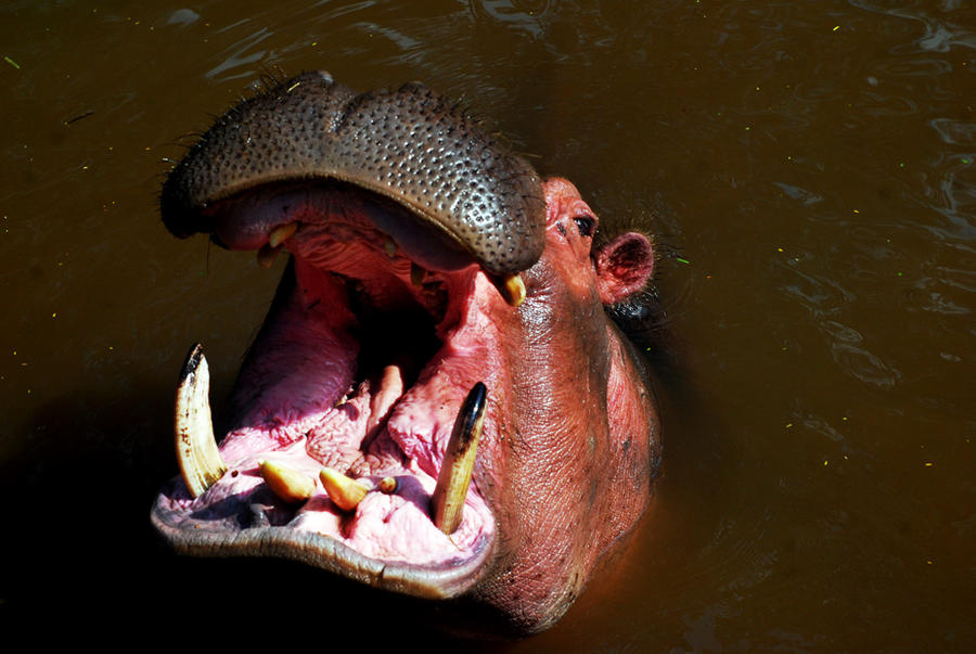 Hippopotamus