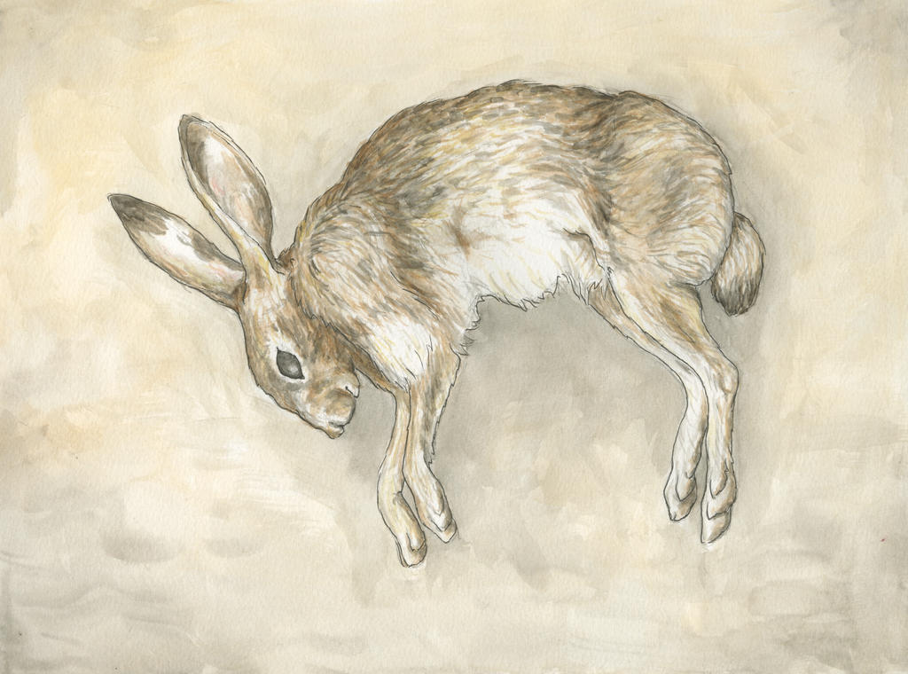 Dead Rabbit - Biological Illustration by oliviakincaid on DeviantArt