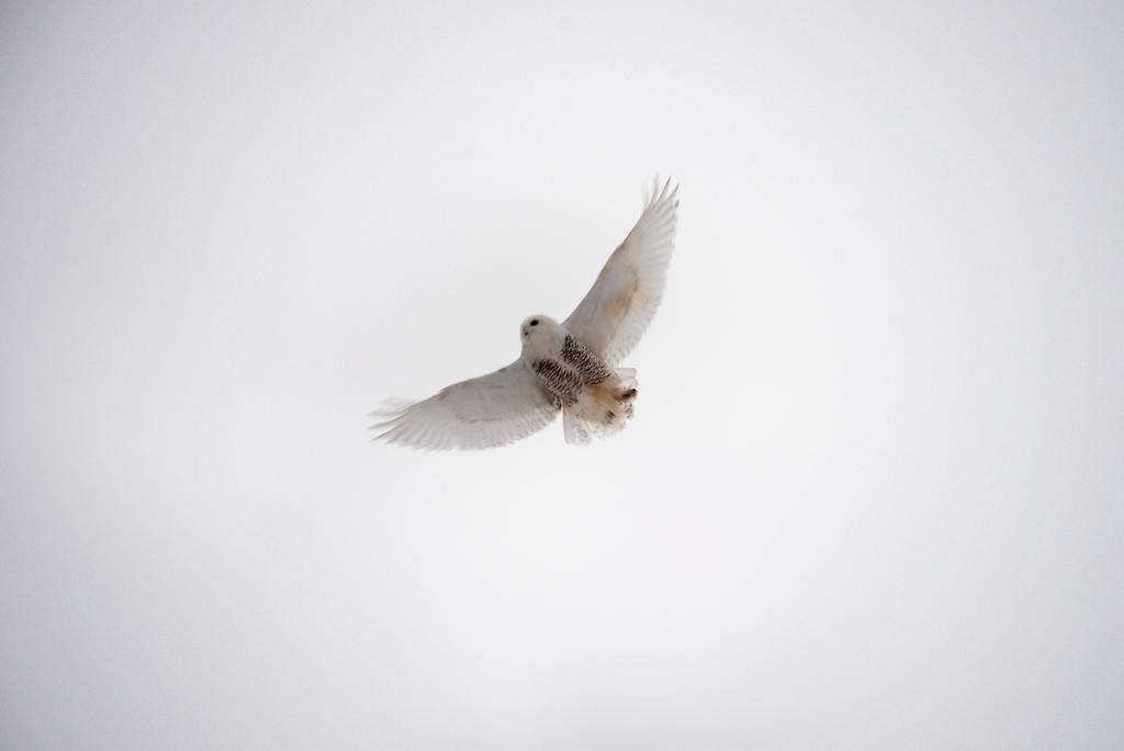 Snow Owl