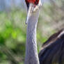 Sandhill Crane