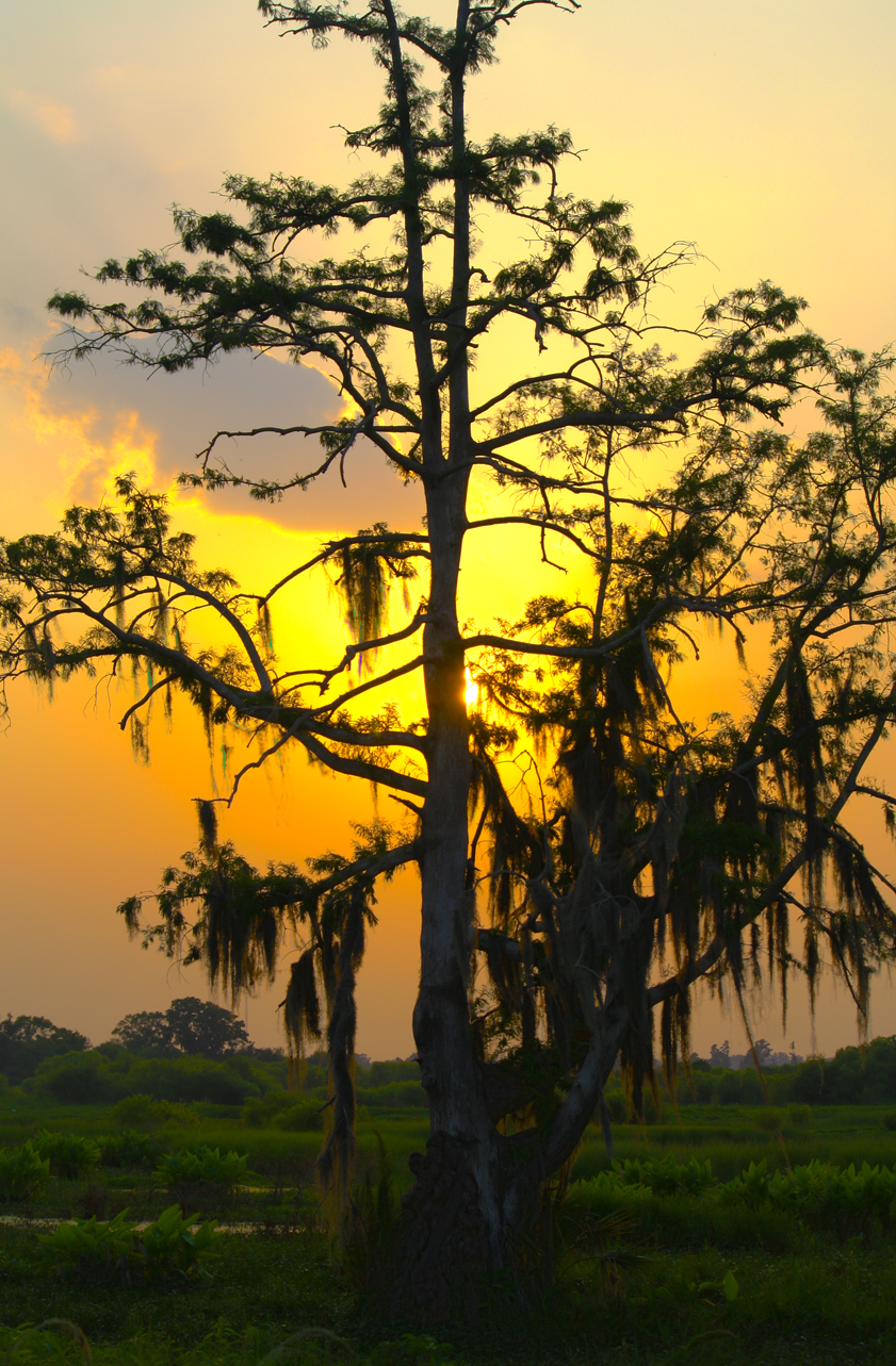 Heavenly Tree