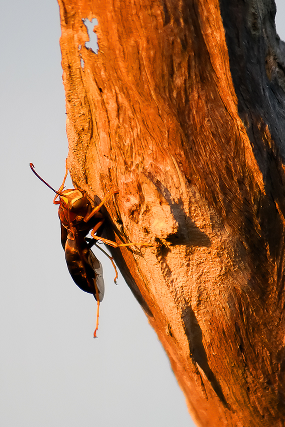 Cicada Killer Wasp