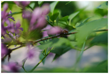 Ladybug