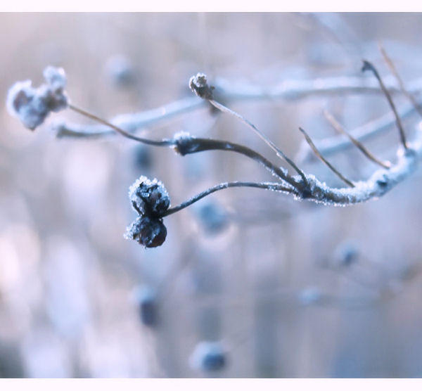 :Frozen In The winters dream: