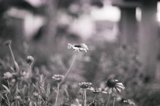 Black and White Plant