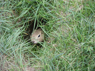 peek-a-boo gopher