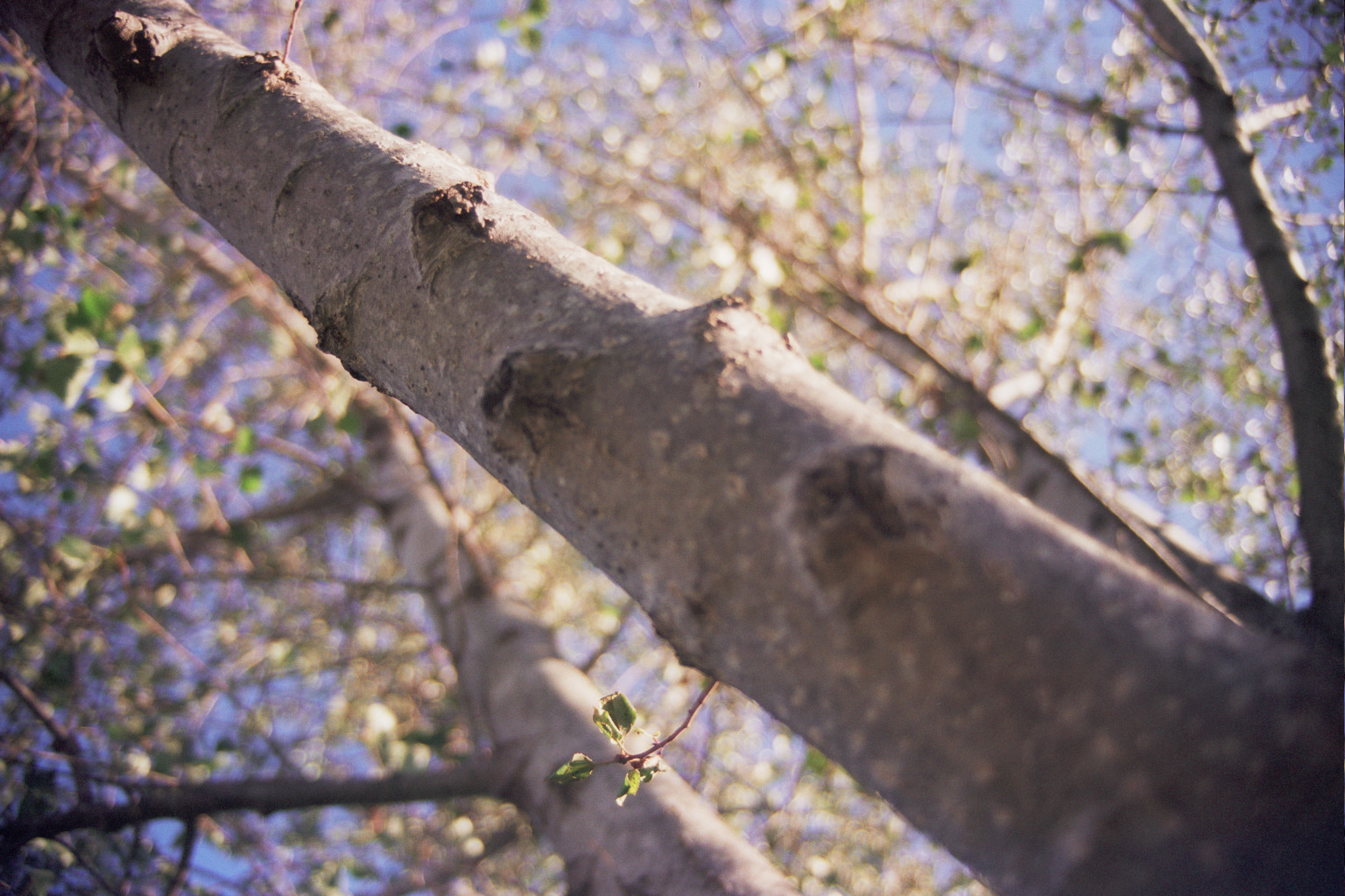 Arbol alamo