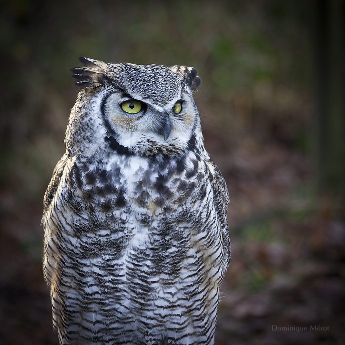 Great Horned Owl