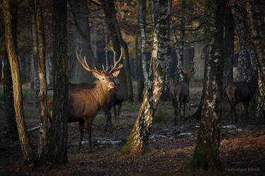 Meeting at sundown