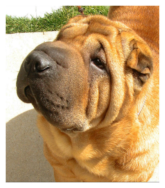 Shar pei beauty