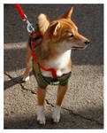 Shiba shiba shiba by Bunnybunbunbunee