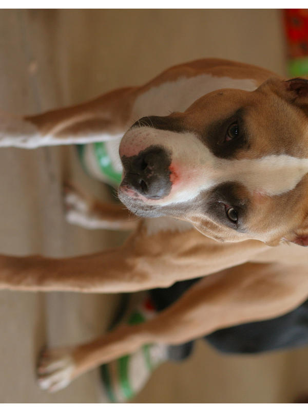 an amstaff puppy