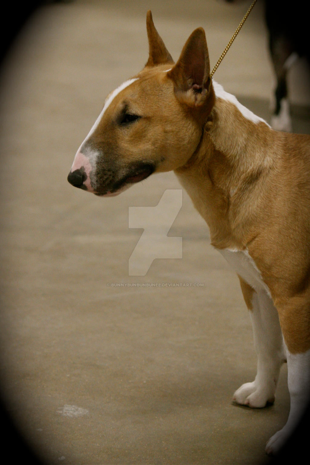 a mini bull terrier profile