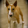 a miniature bull terrier 2