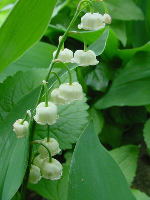 Convallaria majalis